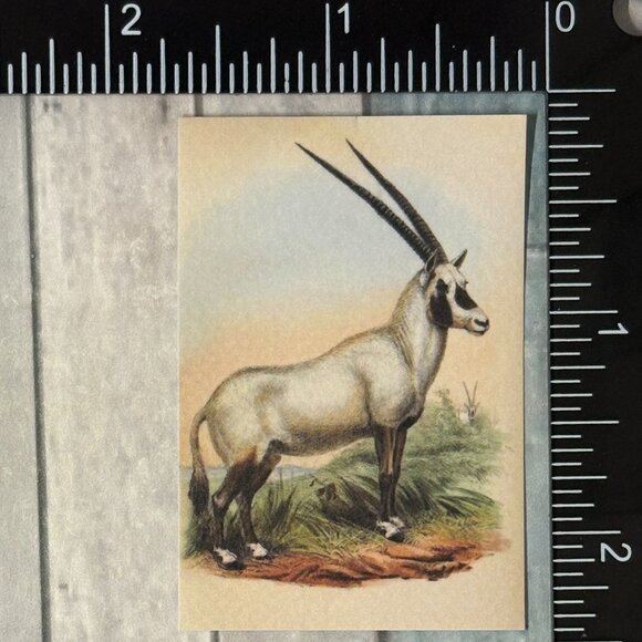 🌀10/$10🌀 Classic Hoofed Beasts Reusable Washi Sticker Decal - Picture 1 of 1